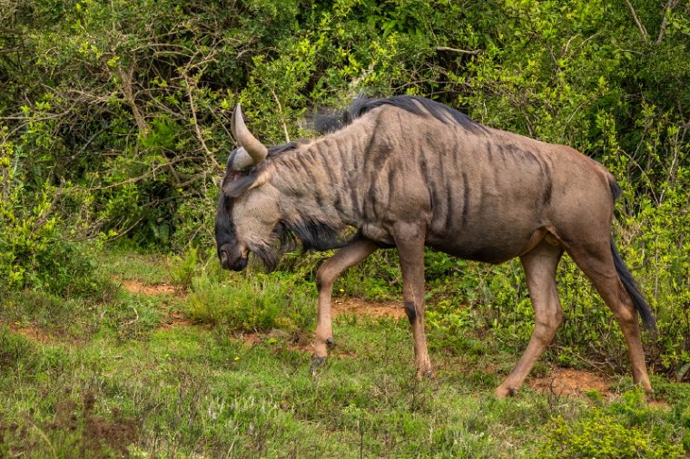 105 Port Elizabeth, Pumba Private Game Reserve, Zuid-Afrika.jpg